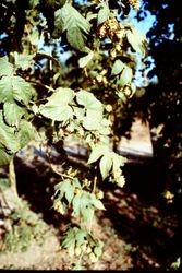 Hops vine