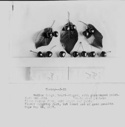 Identification of Luther Burbank cherry hybrid from the Gold Ridge Experiment Farm--cluster of cherries (T1 (West side branch)) on branch, ripe June 1, 1927