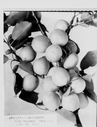 Identification of Luther Burbank apricot hybrid from the Gold Ridge Experiment Farm--apricot limb identified as "Alexander" test orchard tree L-7, dated June 26, 1929