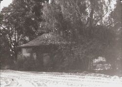 Burbank Cottage at Gold Ridge Experiment Farm, October, 1976