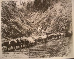 Oxen hauling logs on cribbing in Mendocino County