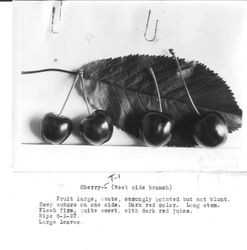 Identification of Luther Burbank cherry hybrid from the Gold Ridge Experiment Farm--individual cherries (T1 (West side branch)) against leaf, ripe June 1, 1927