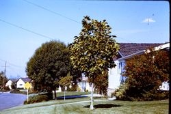Daniel Street at Tocchini Street in the Belmont Terrace neighborhood of Sebastopol, California, 1970