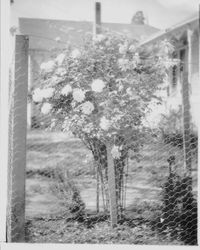 Grafted rose bush at residence of John Bulla, Santa Rosa, California, 1930s