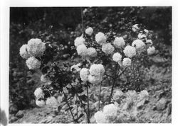 Snowball bush, Burbank Experiment Farm--possibly taken for or by Stark Brothers Nurseries