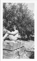 Joan Voit Chilton seated on filled boxes of Gravenstein apples stamped with "Lloyd Voit Sebastopol" in the Voit orchard at the end of Cunningham Road, Sebastopol, California, 1951