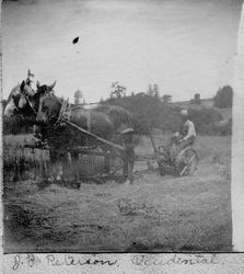 J. B. Peterson in Occidental, California, about 1908