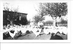 Lillian and Harry Rosebrook feeding their chickens at their farm in Sebastopol, California, 1920s