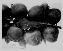 Plums on a branch--Plums K-22 Aug 1929, Elephant Heart