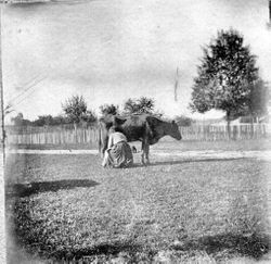 Ludencia (Sebring) Peterson milking a cow on her Santa Rosa farm, about 1908