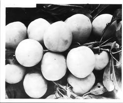 Plums P-19 (So.Br.) on a branch, July 1929