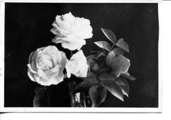 Unnamed Burbank rose in a vase, identified only as 'KK-7,' circa 1928