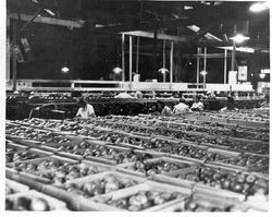 Unidentified Sebastopol apple packinghouse, 1955