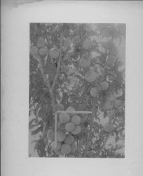 Plum branches with rulers vertical and horizontal in branch