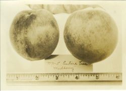 Two plums "Mulberry" with ruler at bottom