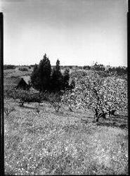 Apple orchard in bloom near Sebastopol, spring 1950