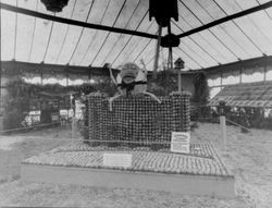 1930s Gravenstein Apple Show display by the Sebastopol Chamber of Commerce of Humpty Dumpty on a wall made of apples