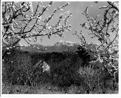 Hallberg apple orchard in bloom, March 20, 1952