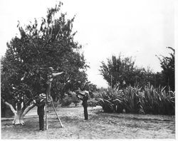 Staff from the Stark Pomological Research Laboratories are checking a cherry tree at Gold Ridge Farm