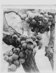 Identification of Luther Burbank prune hybrid from the Gold Ridge Experiment Farm--tree identified as N-39 E. BR intermediate