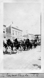 Ponies pull a large wagon in the Santa Rosa Rose Carnival Parade, May 1910