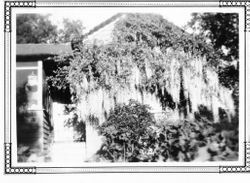 J. B. Peterson house with wisteria in Barnett Valley, southeast of Occidental, California, May 1928