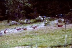 Deer grazing in Bodega, 1991