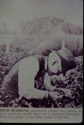 Luther Burbank in his garden probably in Santa Rosa