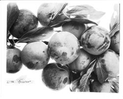 Plums L-46 "Monster" on a branch, July 1929