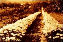 Rows of planted and blooming Shasta daisies at Gold Ridge Experiment Farm