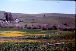 Bodega area farm/orchard off Highway 12, one mile east of Bodega, California, May 1991