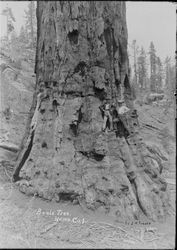 Boole Tree, Hume, Cal