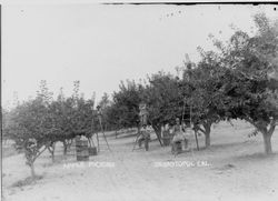 Apple picking Sebastopol, Cal