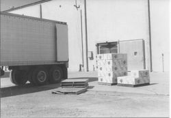 Sebastopol Apple Growers Union (SAGU) packed apples coming out of cold storage at Molina (Sebastopol Coop apple cold storage plant)