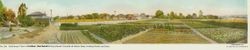 Panorama view of Luther Burbank's Experiment Gardens in Santa Rosa--view looking north and east, 1907
