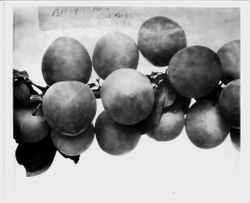 Plums on a branch--"Plum BB-9 (E branch and W. limb of No. br. Photographed July 1929."