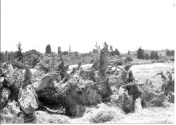 Ripping up the Hallberg Gravenstein apple orchard off Peachland and 116 in Graton in 1999