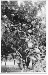 Gravenstein apples on a tree at the Griffith Ranch in Sebastopol, California