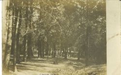 Graton Park--wooded area with building in background and people at picnic tables, about 1909