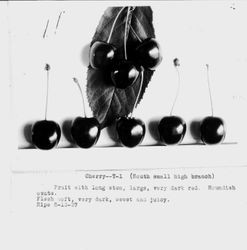 Identification of Luther Burbank cherry hybrid from the Gold Ridge Experiment Farm--Cherry--T-1 (south small high branch), fruit with long stem, large, very dark red, ripe June 13, 1927