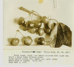 Cluster of Luther Burbank cherries "1909 Fine" on a twig with single cherries, 1927