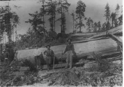 Sugar Loaf Logging Show, July 27, 1914, at Sturgeon's Mill, Coleman Valley, Occidental