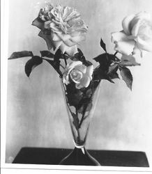 Three roses in vase labeled on back "BB-8," circa 1931