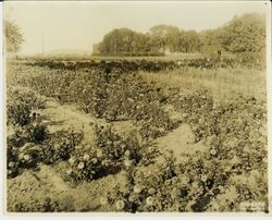 Field of zinnias with shed and silo in background at Ignacio California, 1931