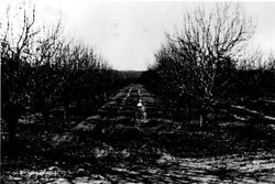 Warren Dutton apple orchard in Graton,1984