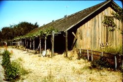 Barn or chicken coops in Petaluma, California, 1976