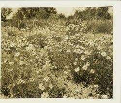 Field of Coreopsis lanceolata grand, May, 1928