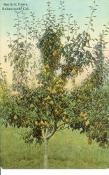 Tree of Bartlett Pears, Sebastopol, Cal