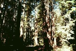 Redwoods of Armstrong Woods in Guerneville, California, 1970