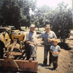 Unidentified farmers standing in an apple orchard with a tractor